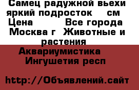 Самец радужной вьехи яркий подросток 15 см › Цена ­ 350 - Все города, Москва г. Животные и растения » Аквариумистика   . Ингушетия респ.